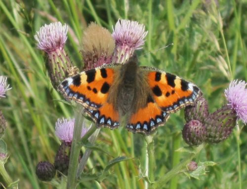 The Big Butterfly Count 2026