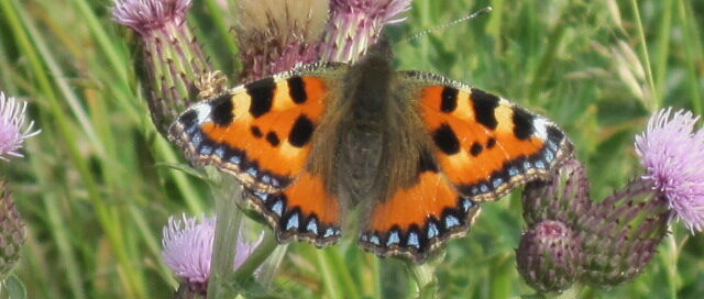 small tortoiseshell butterfly